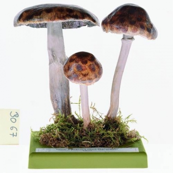 Waldchampignon (Bo 67)