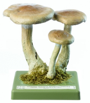 Nebelkappe (Bo 74)