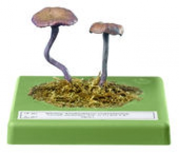Amethystblauer Lacktricherling (Bo 80)