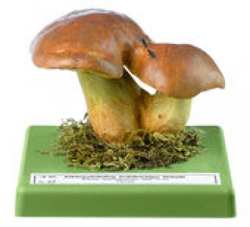 Anhängselröhrling, Gelber Bronceröhrling (Bo 89)