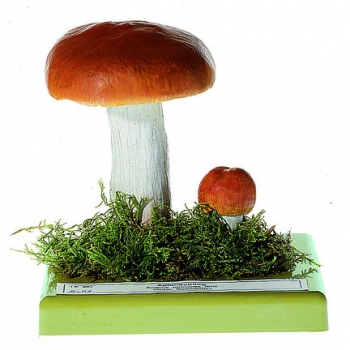 Apfeltäubling (Bo 93)