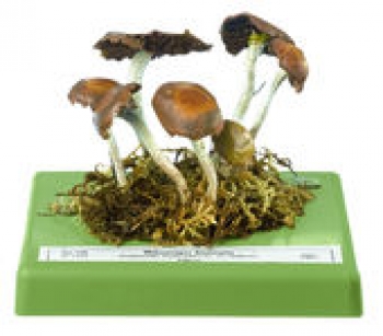 Wäßriger Saumpilz, Weißstieliges Stockschwämmchen (Bo 146)
