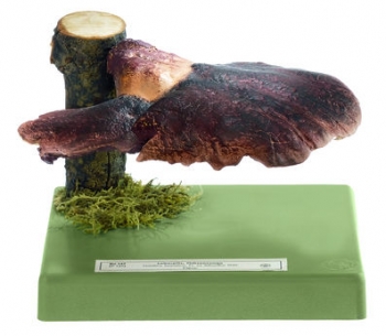 Leberreischling, Ochsenzunge (Bo 147)