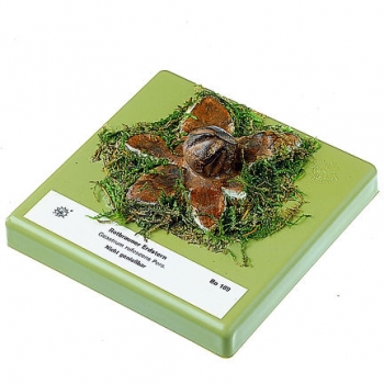 Rotbrauner Erdstern (Bo 169)