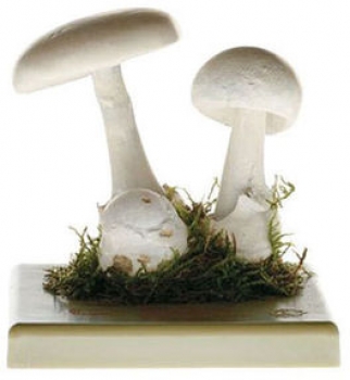 Weisser Frühlingsknollen-blätterpilz (BoS 207)