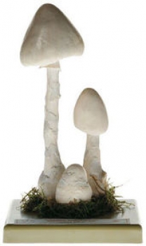 Weißer spitzhütiger Knollenblätterpilz (BoS 208)