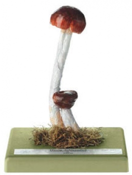 Honig-Schleimfuß (Bo 240)