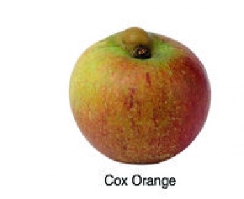 Cox Orange mit Stilnase (03/10)