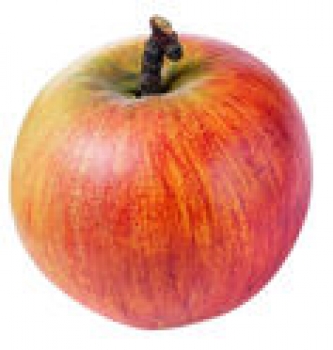 Cox Orange ohne Stilnase (03/11)