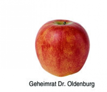 Geheimrat Dr. Oldenburg (03/13)
