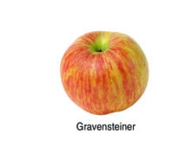 Gravensteiner (03/15)