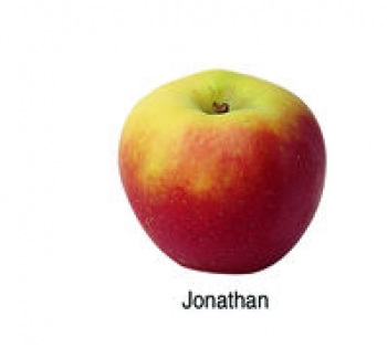 Jonathan (03/18)