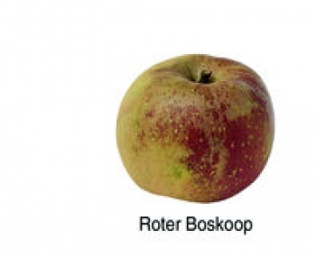 Roter Boskoop (03/21)