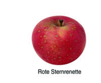 Rote Sternrenette (03/22)