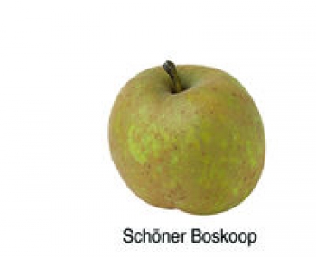 Schöner Boskoop (03/23)