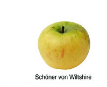 Schöner von Wiltshire (03/24)