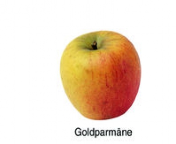 Goldparmäne (03/25)