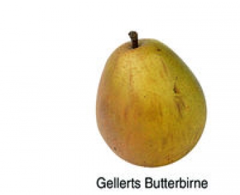 Gellerts Butterbirne (08/10)