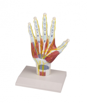 Handanatomie-Strukturmodell