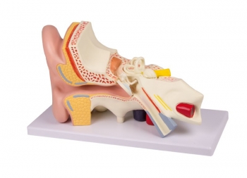 Ohrmodell, 3-fache Größe, 4 Teile