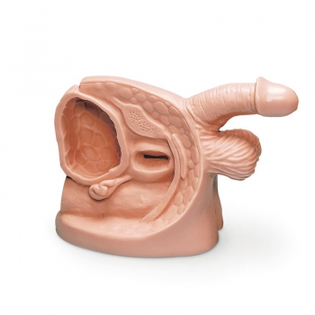 Männliches Katheterisierungsmodell