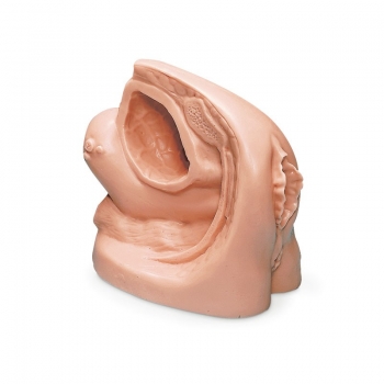 Weibliches Katheterisierungsmodell