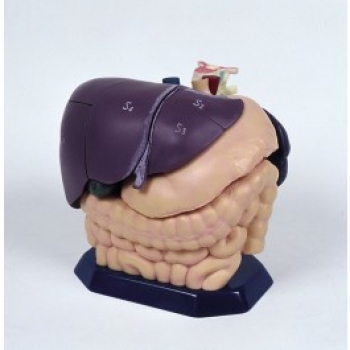 Anatomisches Modell für Ultraschallausbildung