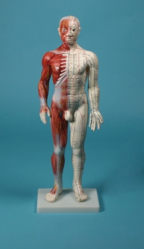 Chinesische Akupunkturfigur, 60 cm