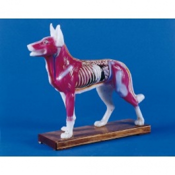 Akupunktur-Hund