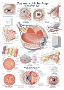 Lehrtafel Das menschliche Auge (AL111)