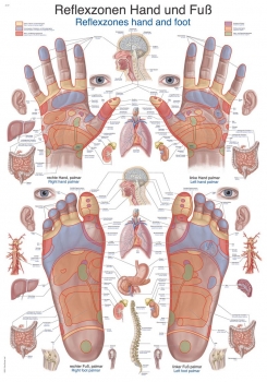 Lehrtafel Reflexzonen Hand und Fuß (AL127)
