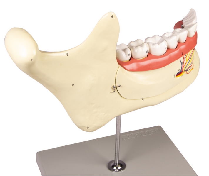 D125 Unterkiefer 6 Teile