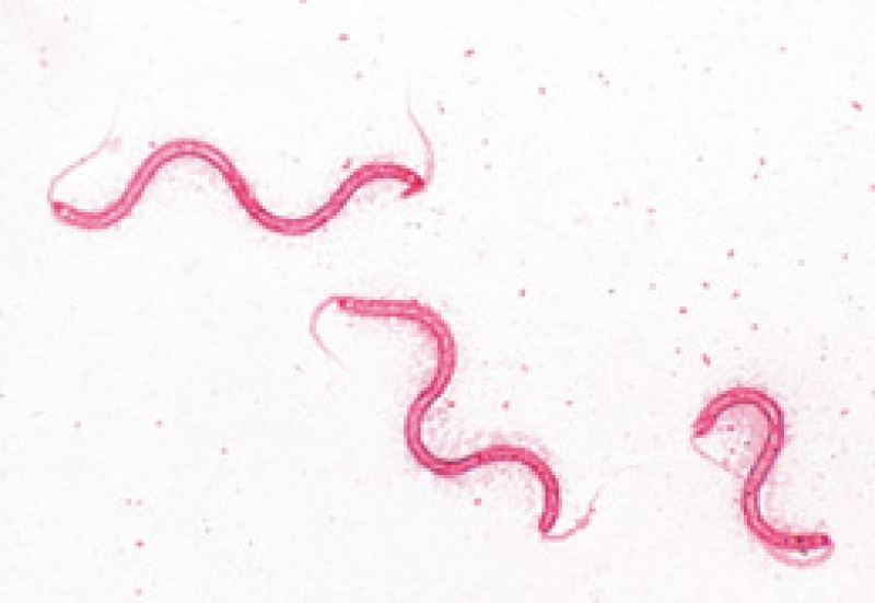 W13011 1003884 Bakterien Deutsch