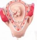 Embryo Modell, 2. Monat