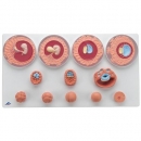 Keimesentwicklung in 12 Stadien