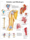 Lehrtafel - Schulter und Ellenbogen