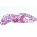 Entwicklung des Schweineembryos (Sus scrofa), Mikropräparate - Deutsch