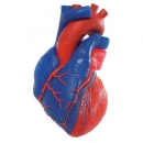 Herzmodell in Lebensgröße mit magnetischen Verbindungen, 5-teilig