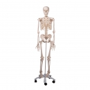 Menschliches Skelett Modell Stan (A10)