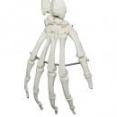 Menschliches Skelett Modell Stan (A10)