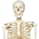 Skelett Stan A10/1 an Metallhängestativ mit 5 Rollen