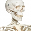 Skelett Stan A10/1 an Metallhängestativ mit 5 Rollen