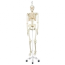 Skelett Stan A10/1 an Metallhängestativ mit 5 Rollen