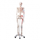 Skelett mit Muskeldarstellung, auf fahrbarem Metallstativ