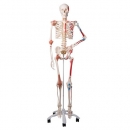 Skelett Sam A13 - Luxusversion auf Metallstativ mit 5 Rollen