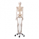 Skelett Fred A15, das flexible Skelett auf Metallstativ mit 5 Rollen