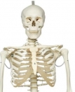 Skelett Phil, physiologisches Skelett an Metallhängestativ