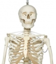 Skelett Feldi A15/3S, funktionelles Skelett an Metallhängestativ