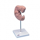 Embryo in 25-facher Größe