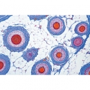 Kopfhaut und Haare des Menschen - Deutsch